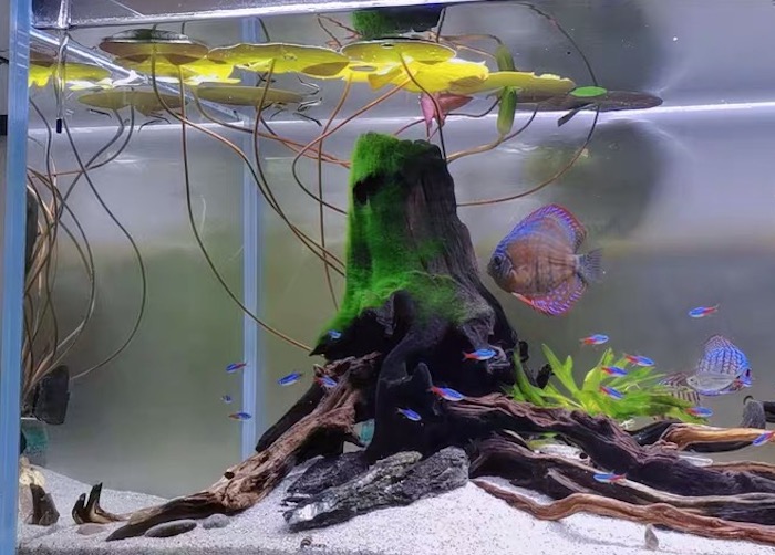 How Long Does Fish Tank Sealant Last For Fish Lovers