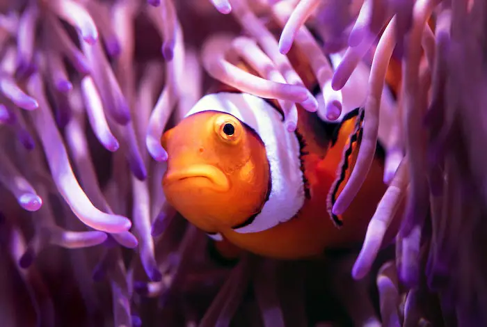 Can Clownfish Live Alone? (A Detailed Explanation) - For Fish Lovers