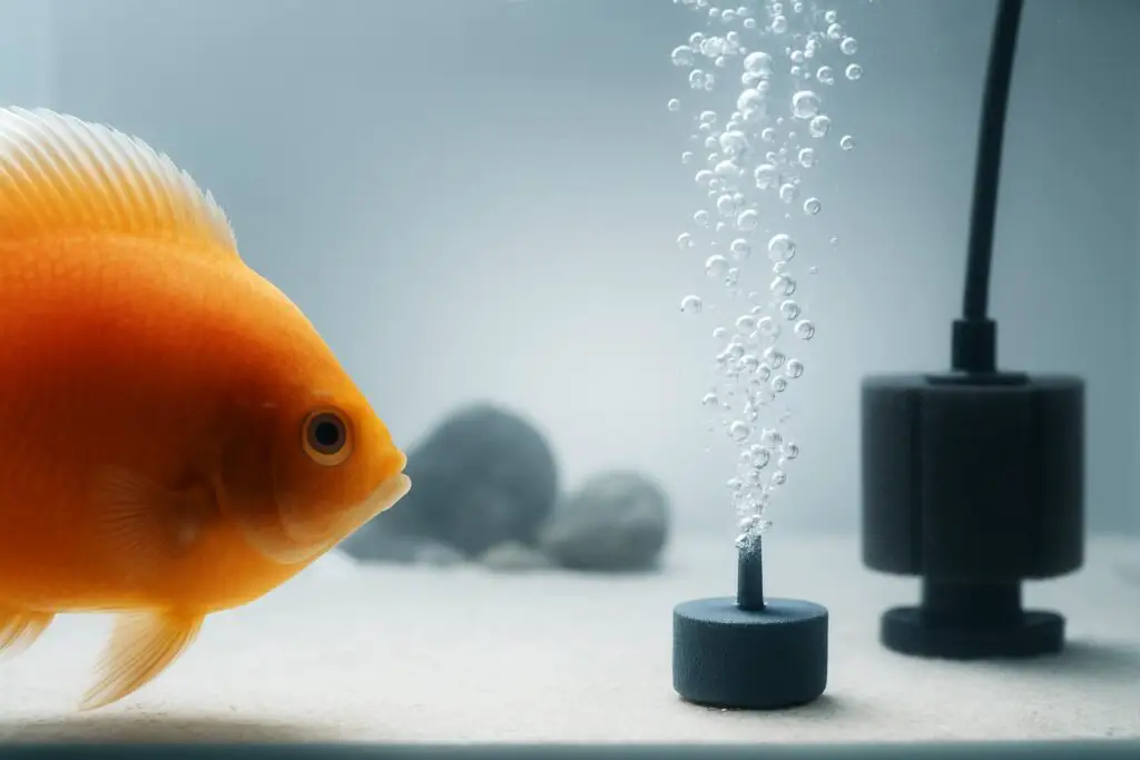 Identifying and Treating Columnaris (Cottonmouth Disease)