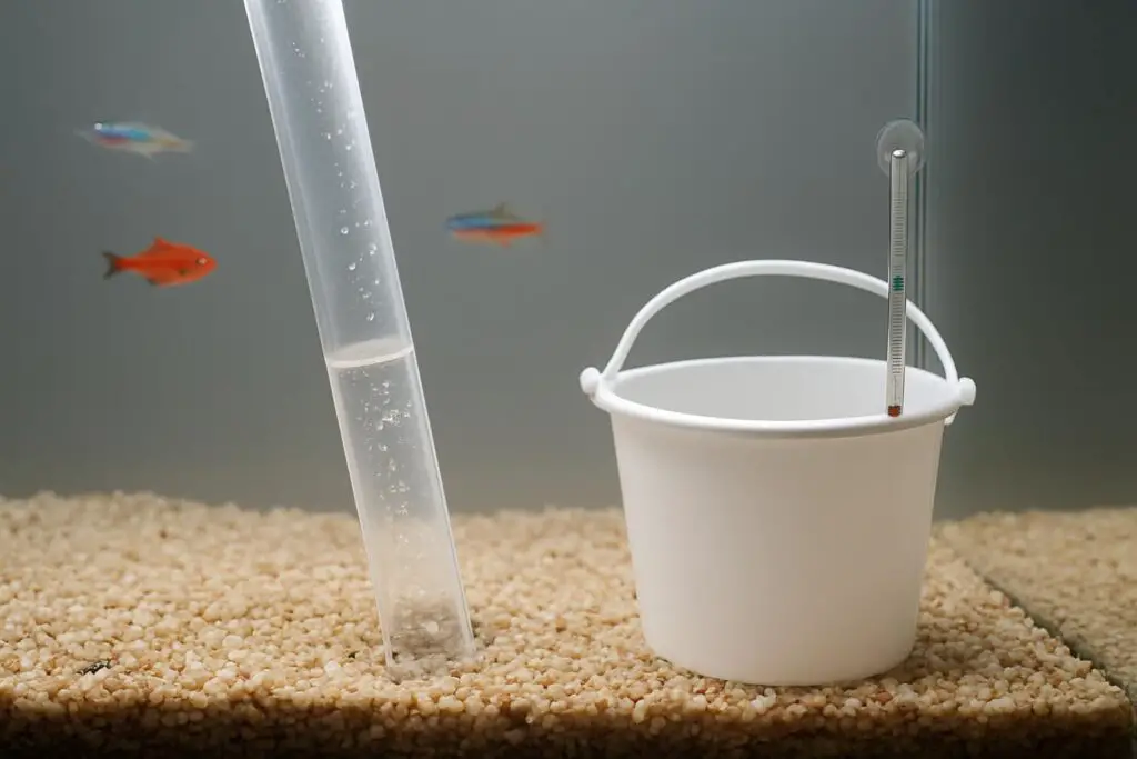 The Best Way to Clean Aquarium Gravel Without Removing Fish