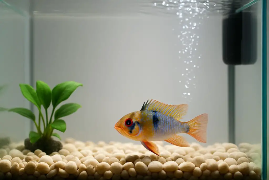 Why Is My Fish Staying at the Bottom of the Tank?