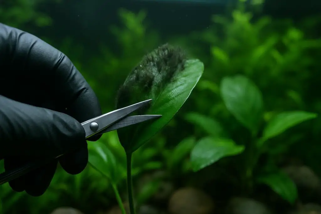How to Remove Black Beard Algae from Aquarium Plants Safely