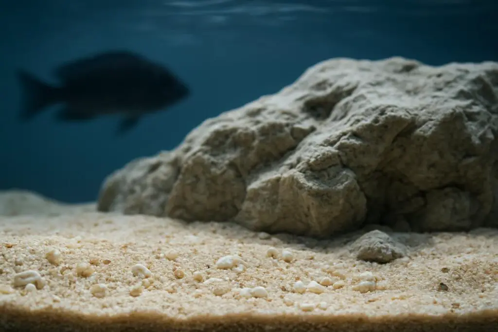 Best Substrates for Keeping African Cichlids