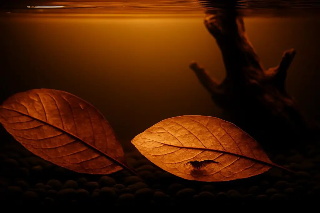 The Benefits of Using Indian Almond Leaves in Your Aquarium