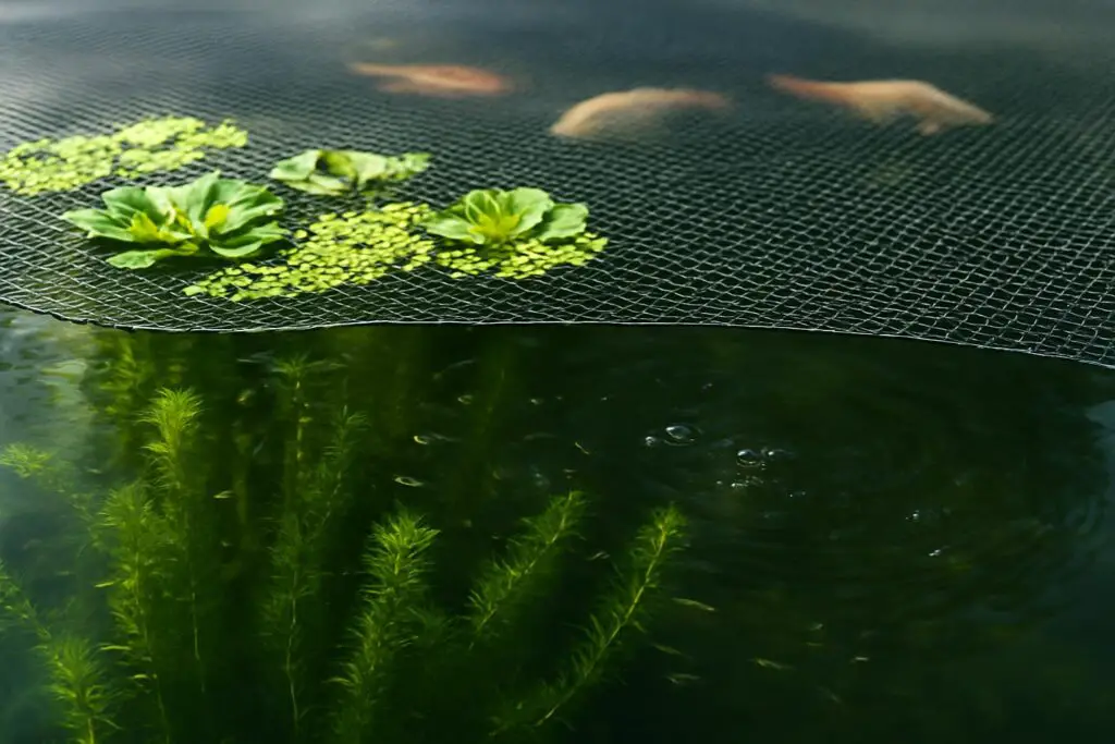 How to Protect Pond Fry from Insects and Predators