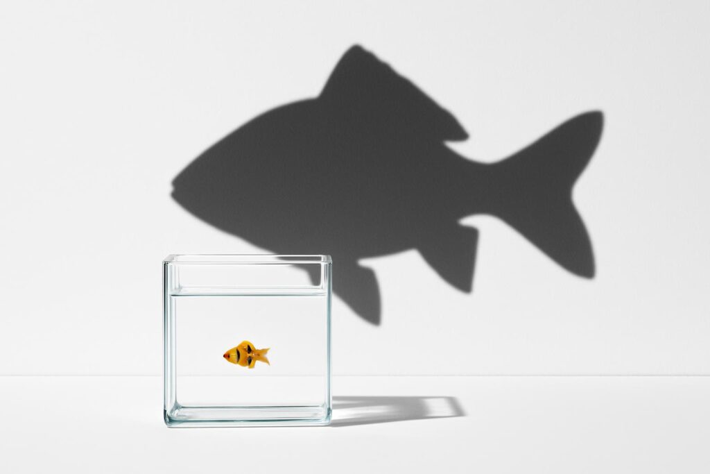 What Are Tankbusters? Large Fish Beginners Should Avoid