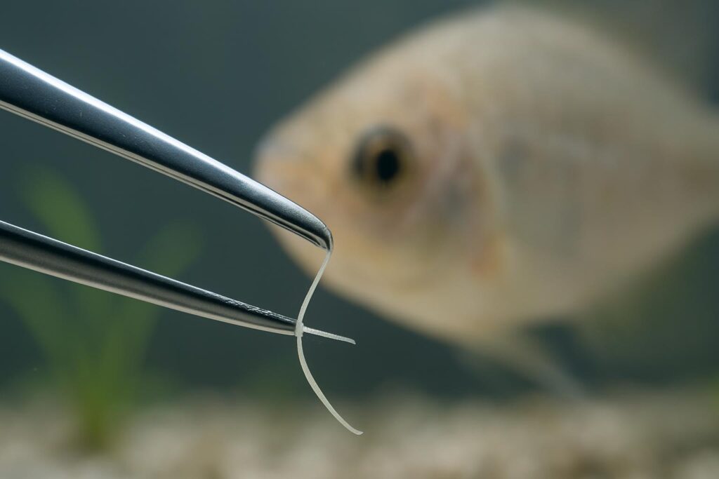 How to Identify and Treat Anchor Worm in Aquarium Fish