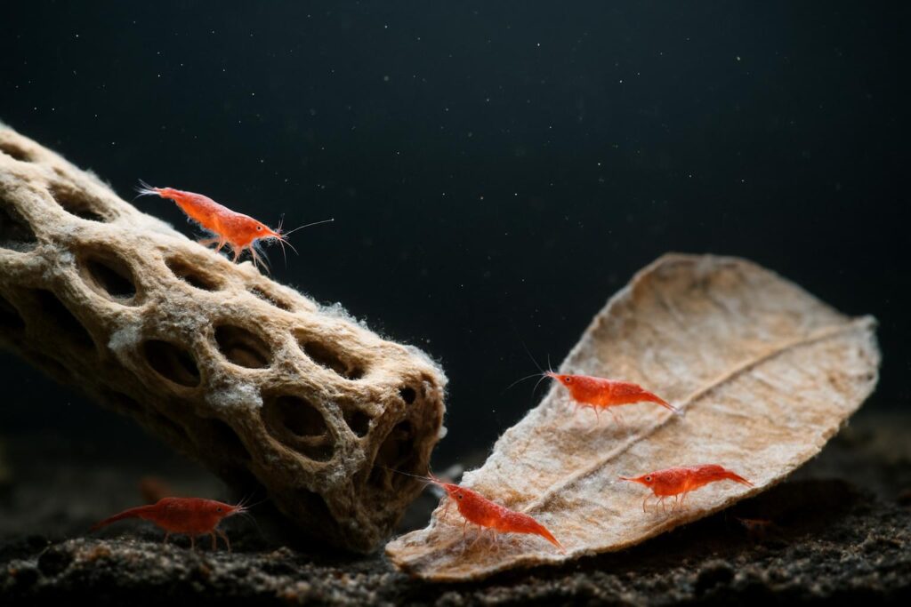 4 Best Shrimp Biofilm Boosters for 2026