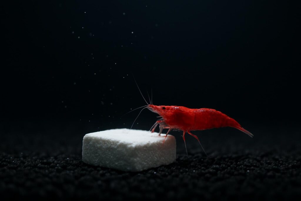 4 Best Shrimp Calcium Blocks for 2026