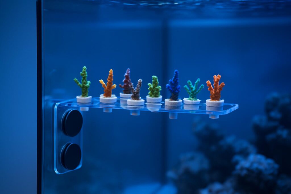 5 Best Aquarium Coral Frag Racks for Reef Tanks for 2026