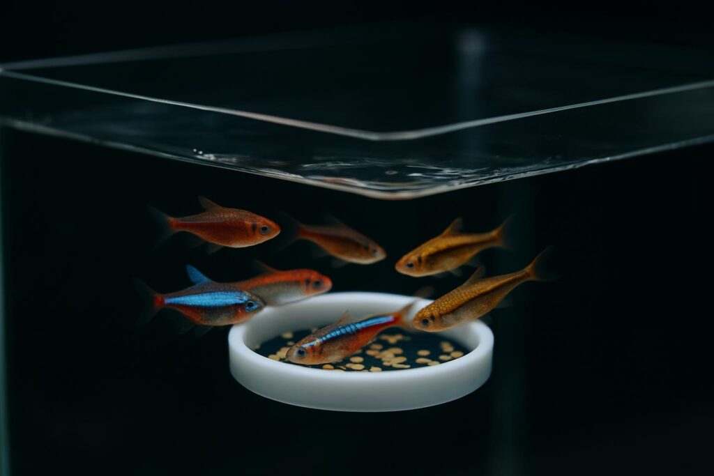 4 Best Aquarium Feeding Stations for 2026