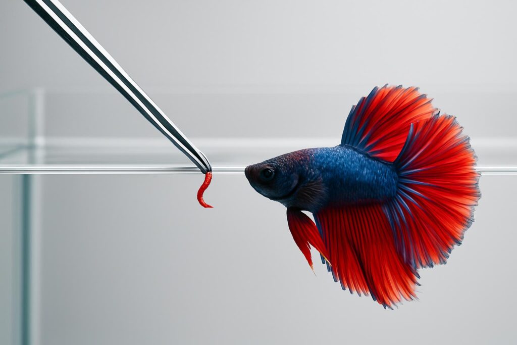 5 Best Betta Feeding Tweezers for 2026