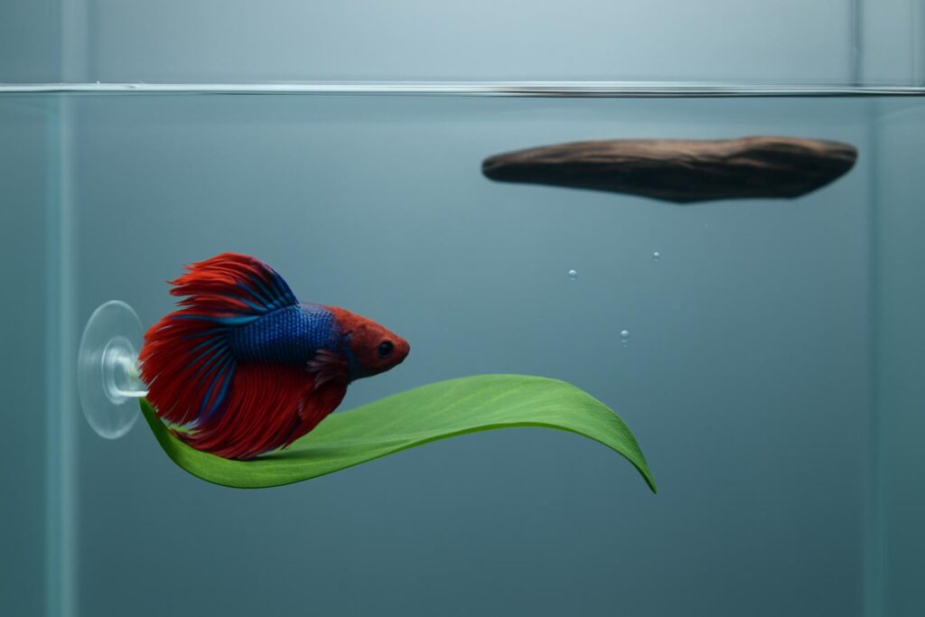 5 Best Betta Resting Platforms for 2026