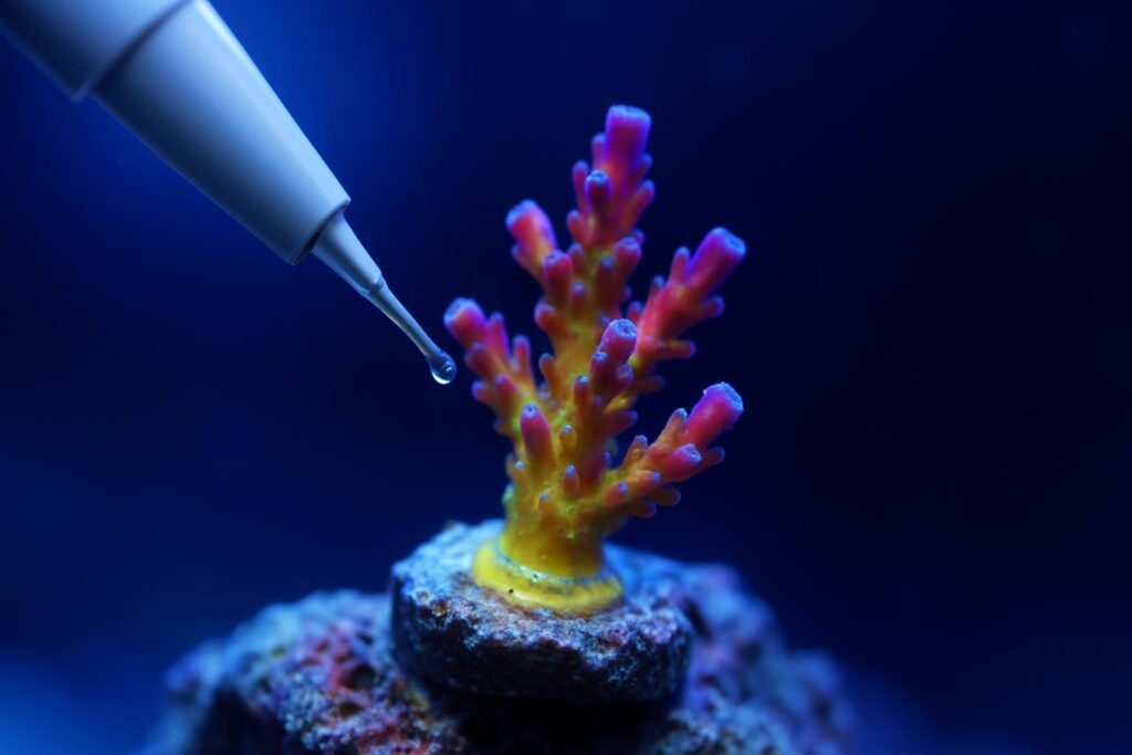 5 Best Reef Tank Coral Glue for 2026